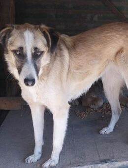 verschmuste Hündin Merle - Rambin