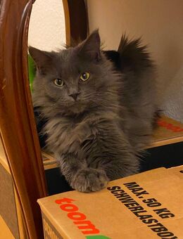 Maine Coon Mix - Mackenbach