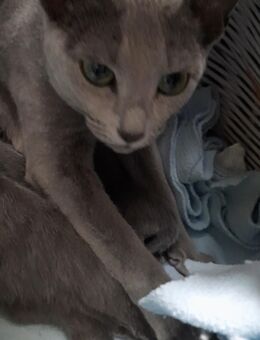 Russisch blau kitten - Hünstetten