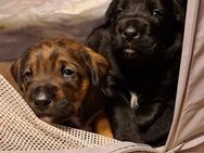 Labrador-Mix Welpen suchen ein Zuhause - Massen-Niederlausitz