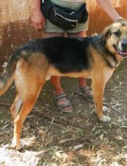 Teodoro sucht sein Zuhause - Fronreute