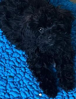 Milo kleiner Minidoodle ( minigoldendoodle) im schwarzen Jäckchen - Waldmünchen Zentrum