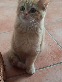 Kitten abzugeben - Eschweiler