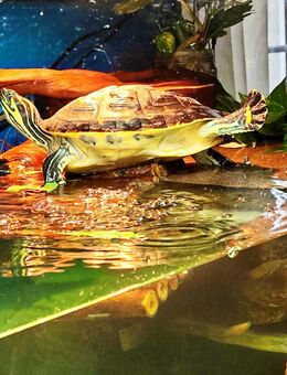 Pseudemys Nelsoni ( Florida Rotbauch) sucht dringend - Nossen