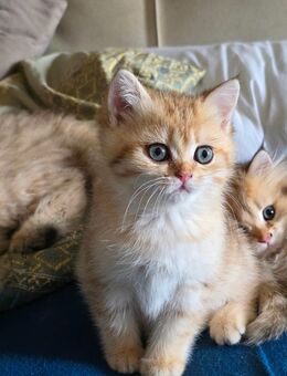 Bkh blh kitten golden tabby - München