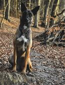 Malinois Wurfankündigung 2026 in 18507