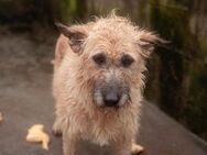 Lucy- möchte wieder glücklich sein - Berlin