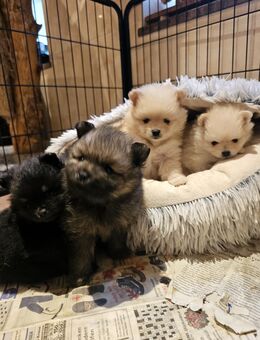 Pomeranien / Mini Spitz - Wrohm
