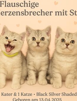 Britisch Kurzhaar Kitten abzugeben – Black Silver Shaded – 12 Wochen alt - Oedheim