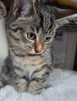 BKH Kittenmix zuckersüß 230€ - Gescher (Glockenstadt)