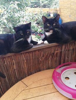 Kitten zu verkaufen - Bockenem
