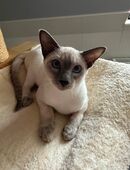 Thai/ Siam trad. Suchen verantwortungsvolle Eltern in 38126