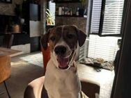 Zuhause gesucht für unseren Ginso 💛 - Schwerte (Hansestadt an der Ruhr)