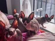 Don Sphynx Kitten - 2 Weibchen & 1 Männchen suchen noch ihr liebevolles Zuhause - Lippstadt