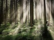 Waldspaziergang evtl. Auch Pilze suchen - Markt Indersdorf