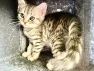 BkH Mädchen reinrassig Silver Tabby , Whiskas - Bodenwerder (Münchhausenstadt)
