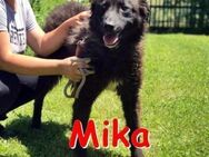 MIKA ❤ sucht Zuhause/Pfleg - Langenhagen