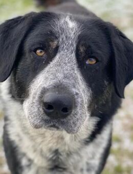 Malik, geb. ca. 02/2022, GRIECHENLAND - Markdorf