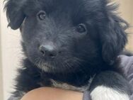zuckersüßer Baloo sucht Dich! - Duisburg