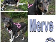 Merve  hochsensibel und besonders - Duisburg