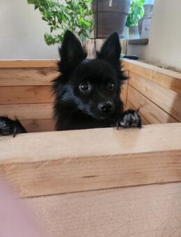 Pommeranien mittel Spitz/ Chihuahua Mischlinge - Rosenow
