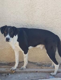 💚Larry💚Lieber Kuschelbär sucht... - Alfeld (Leine)