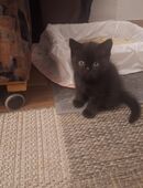 BKH-Kitten in 14974