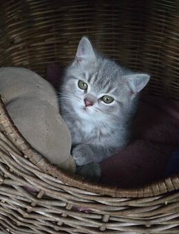 BKH Britisch Kurzhaar Mix Kitten tabby - Lübbenau (Spreewald)