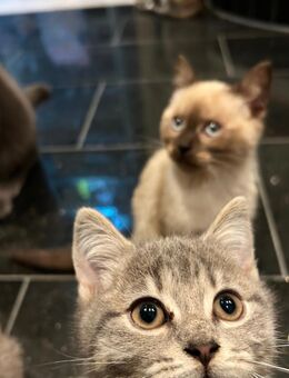 4 liebevolle BKH/EKH-Mix Kitten suchen ein schönes Zuhause - Nürtingen