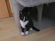 Maincoon bkh mix kitten - Oranienburg
