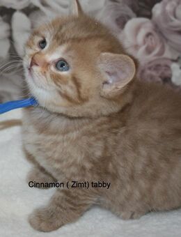 Das BESONDERE !! Britisch Kurzhaar Babys in Chocolate-Silver-Tabby u. Cinnamon-silver-Tabby !! - Köln