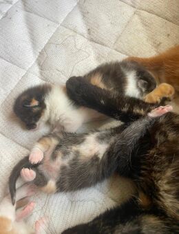 2 tolle Katzen Kitten suchen ab Mitte September ein neues Zuhause - Hohen Neuendorf