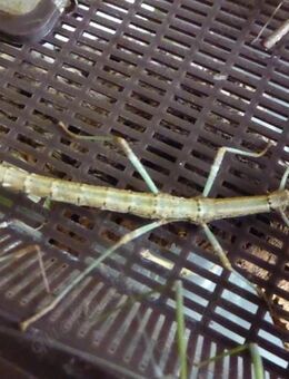 Nuichua rabaeyae Stabschrecke Vietnam Phasmiden Insekten 20x adult - Köln