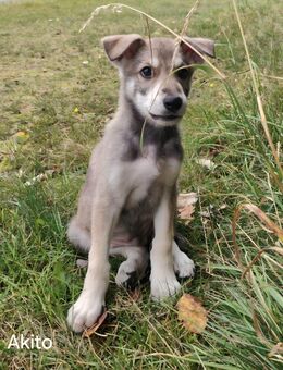 Marxdorfer Wolfshunde Welpen - Neu-Seeland