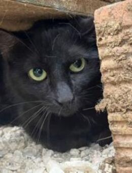 Kleine NENA mit großem Herz - Sehnde