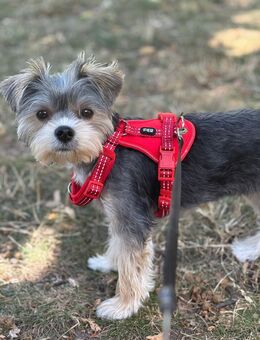 Yorkshire Terrier Mischung - Hanau (Brüder-Grimm-Stadt)