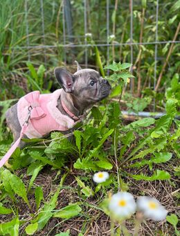 Französisch Bulldogge - Singen (Hohentwiel) Zentrum