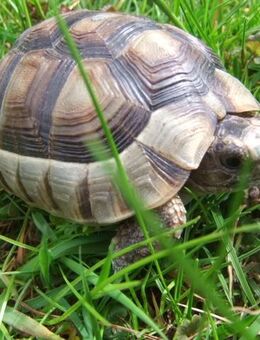 Landschildkröten Breitrand - Nachzuchten 2021 und 2020 - Salzweg
