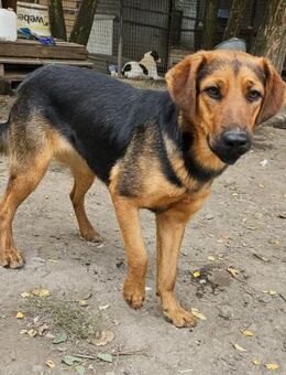 Cara ist ein Schatz - Olsberg