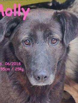 Molly - die ruhige Seele - Rinteln