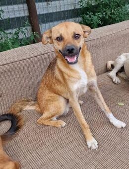 Magnus - aufgeschlossen und freundlich - Westerholt