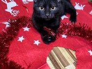 🐱 Liebevolle Babykatze Nella 🐱 - Eislingen (Fils)