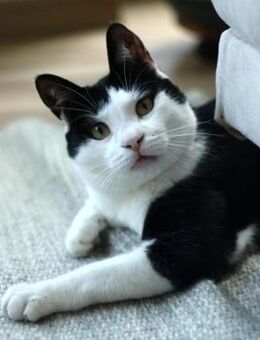 Charmante Spielmaus Tarja - Kallmünz