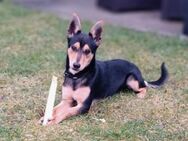 Timmy, 2Jahre,74523 Schwäbisch Hall - Schwäbisch Hall