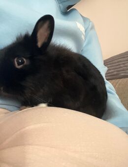 Kaninchen/Hasen zu verkaufen Verhandlungsbasis - München Thalkirchen-Obersendling