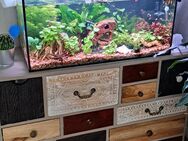 Aquarium komplett Paket !!! - Stolberg (Rheinland, Kupferstadt)