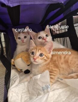 Almendra, Castano & Cacahuete -Siam-Trio - Bad Camberg