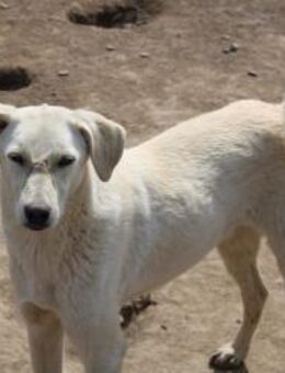 Pflegestelle gesucht für Gold - Celle