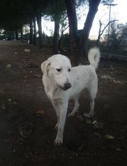 ROMAO - Wirbelwind mit Herzem aus Gold - Aerzen