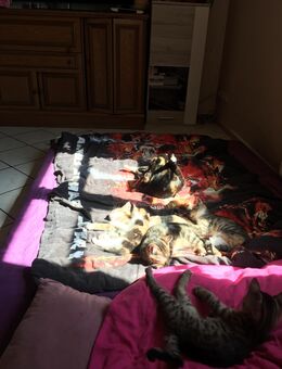 Babykatzen zu verkaufen - Neukirch (Baden-Württemberg)